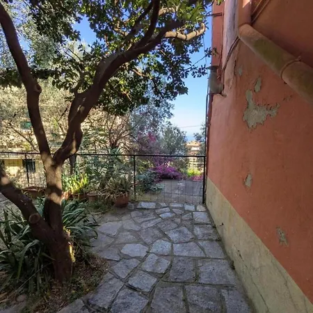 Ancient Olive Tree * Больяско