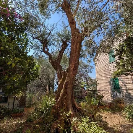 Ancient Olive Tree Apartment Bogliasco
