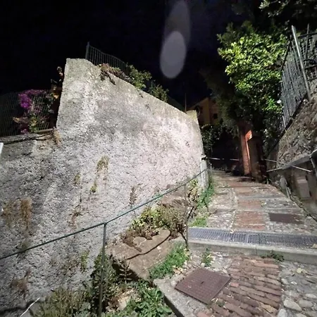 Ancient Olive Tree Больяско